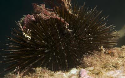 Arbacia lixula, un eriçó no tan mediterrani