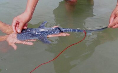 Troben un tauró balena de 38cm