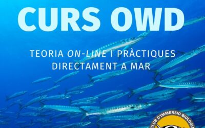 CURS OWD 252