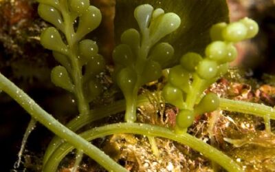 Troben l’alga invasora Caulerpa racemosa davant Vilanova i la Geltrú