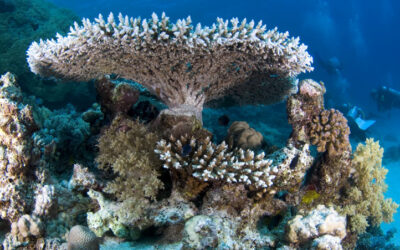 150 científics demanen evitar uns oceans més àcids