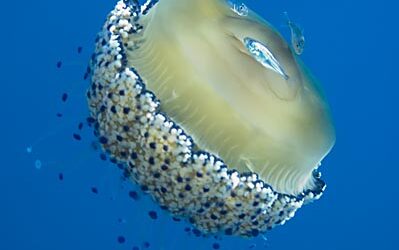 Jornades del Mar: Meduses