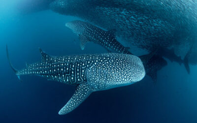 Wildlife Photographer of the Year