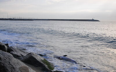Troben un dofí mort a la platja de Mataró