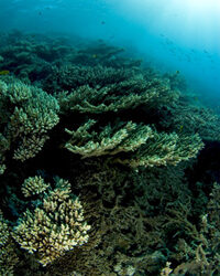 La mala flotabilitat amenaça els esculls de coral