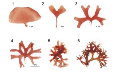 Troben una nova espècie d’alga vermella davant de Palamós