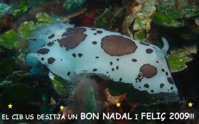 Bon Nadal i feliç 2009!