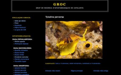 Neix el Groc, el Grup de Recerca d’Opistobranquis de Catalunya