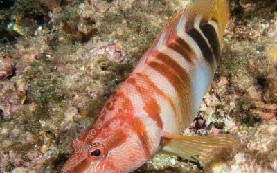 Fotos sortida submarinisme