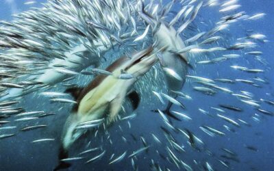 Els oceans es moren de gana