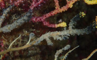 2018: Nou episodi de mortlitat a la Mediterrània?