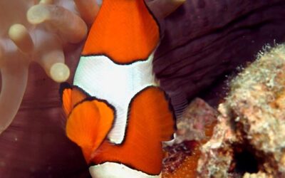 “Nemo” no tornaria a casa