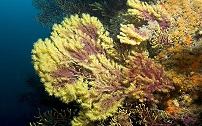 Jornades del Mar: Diversitat de fauna a les immersions