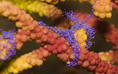 GORGÒNIA VERMELLA EN REPRODUCCIÓ