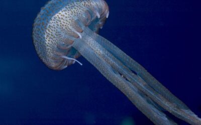 Les meduses ajuden a mesclar l’aigua del mar