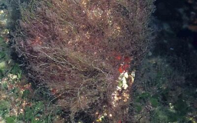 Les salpes es mengen la Caulerpa racemosa