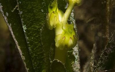 Les praderies de Posidonia acaben de florir