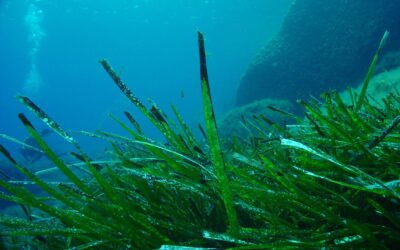 PROPERA COL·LECTIVA MAR MENUDA 13 AGOST