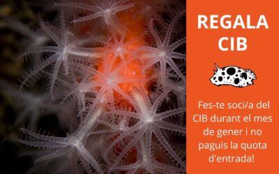 REGALA CIB