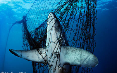 Wildlife Photographer of the year 2010