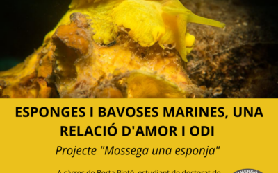 ESPONGES I BAVOSES MARINES, UNA RELACIÓ D’AMOR I ODI