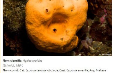 NOVES DESCRIPCIONS A LA GUIA DEL CIB