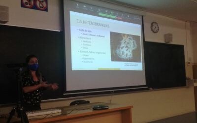ESPONGES I BAVOSES MARINES, UNA RELACIÓ D’AMOR I ODI