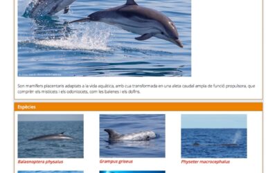 CETACIS