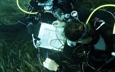 Floreixen les posidònies del sud de Catalunya