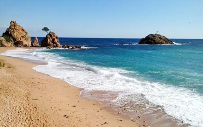 SORTIDA DE PLATJA DEL SEMINARI DE BIOLOGIA MARINA