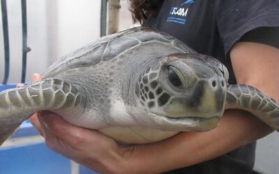 Troben una tortuga verda al delta de l’Ebre