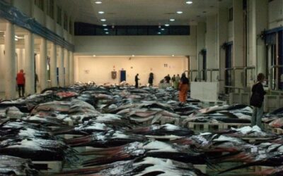 Europa dona allargues a la protecció dels taurons