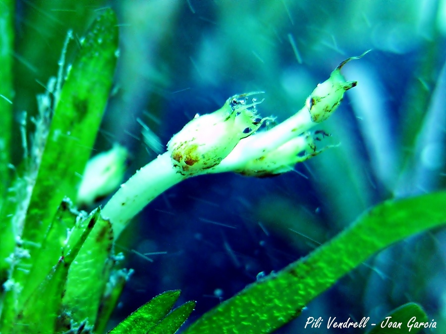Detall de la flor de la Posidonia