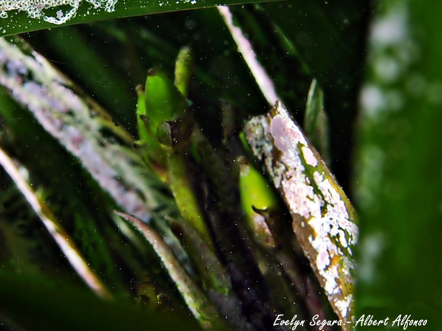 Els fruits de la Posidonia