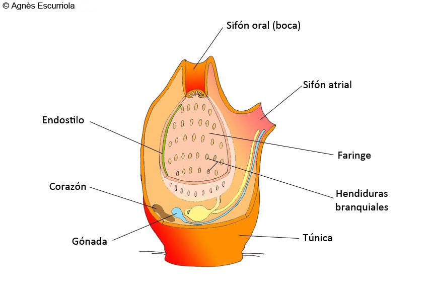Glosario Ascidias