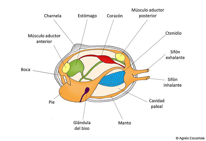 Glosario Moluscos bivalvos