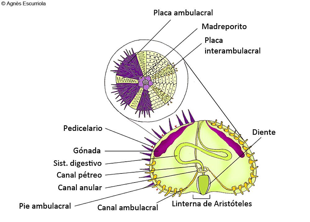 Glosario Equinodermons Erizos