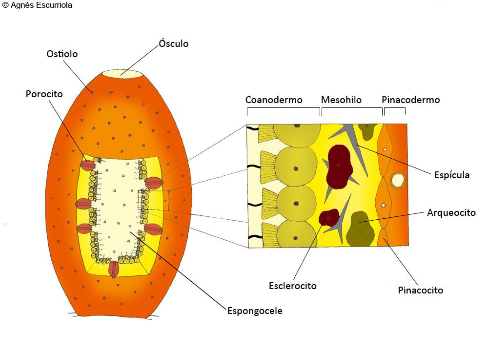 Glosario Esponjas