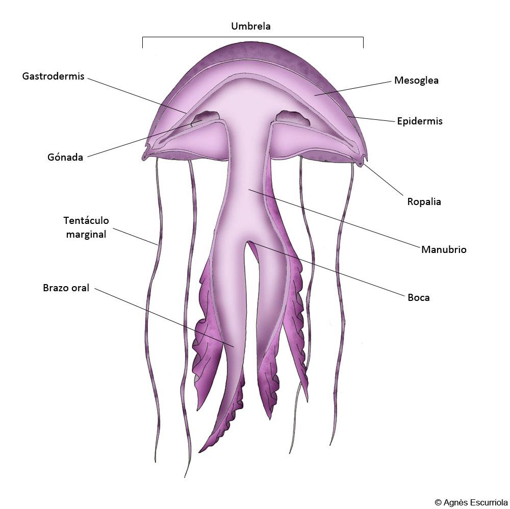 Glosario Medusas