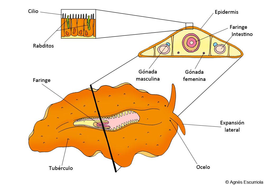 Glosario Gusanos planos o planarias