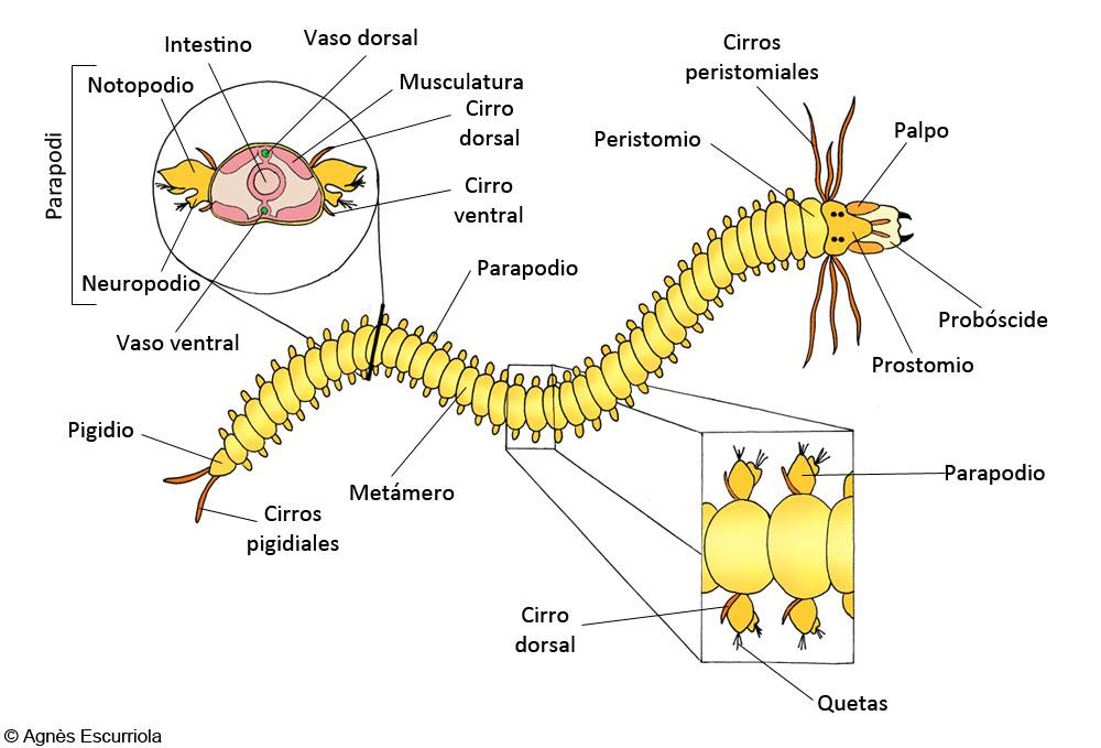 Glosario Gusanos poliquetos