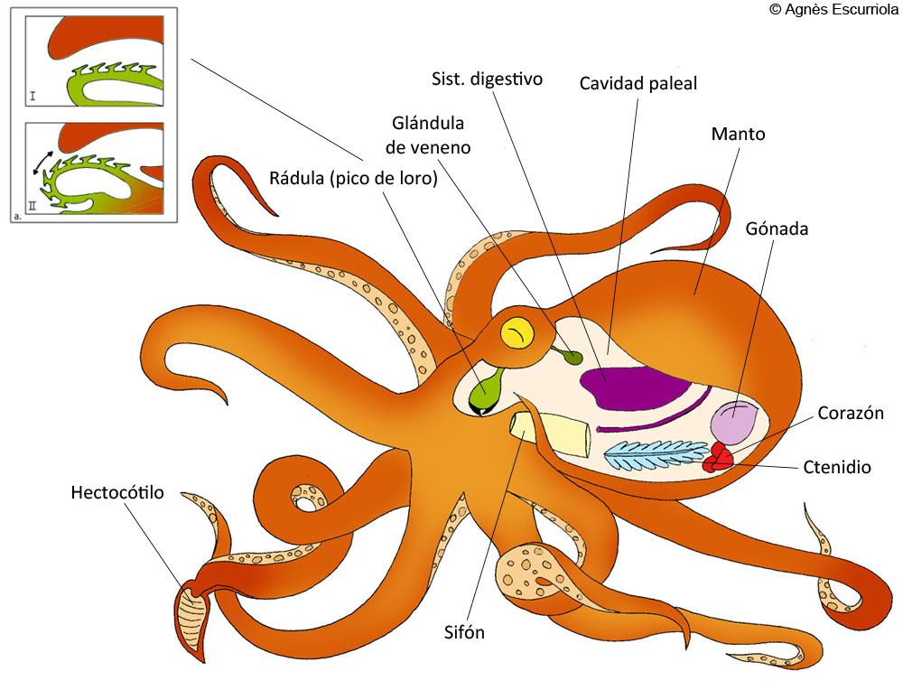 Glosario Moluscos cefalópodos