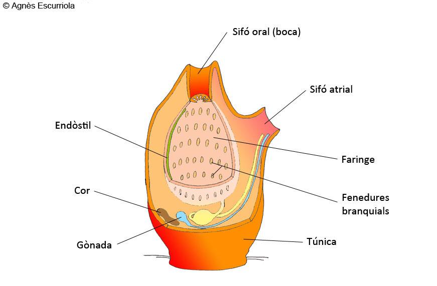 Glossari Ascidis