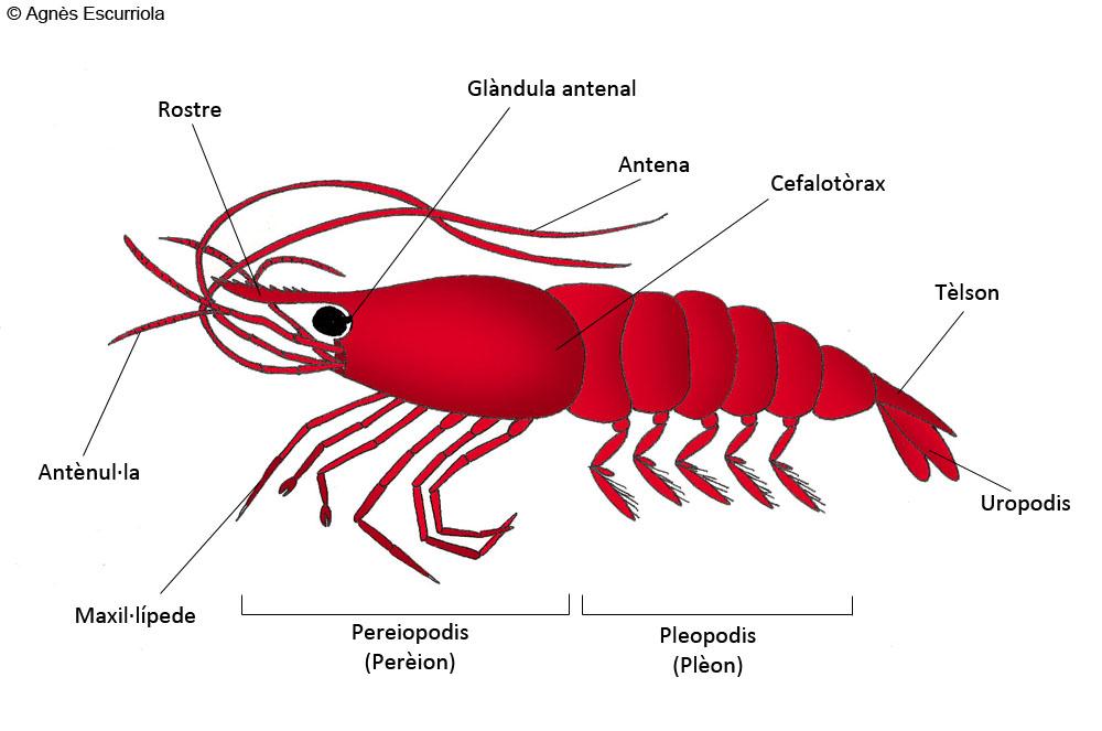 Glossari Crustacis