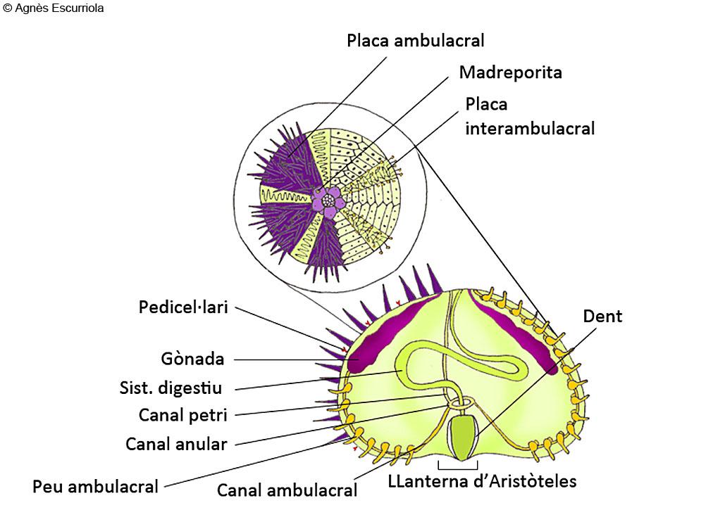 Glossari Equinoderms Eriçons