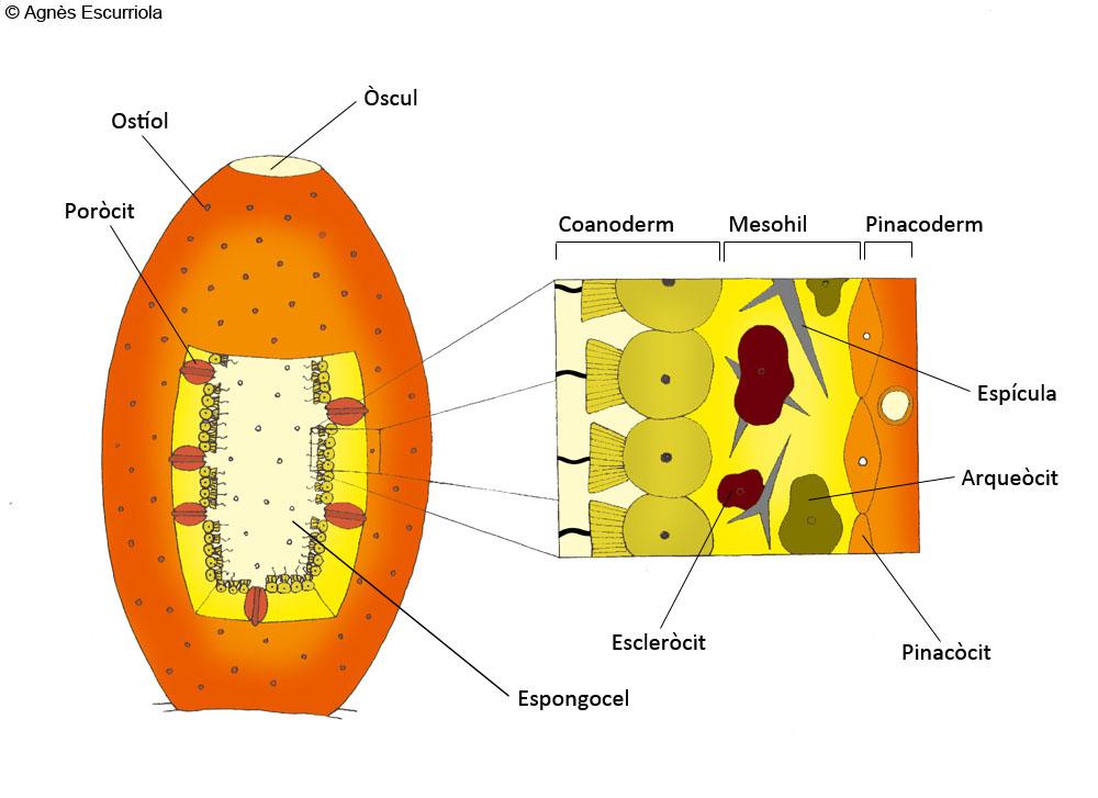 Glossari Esponges