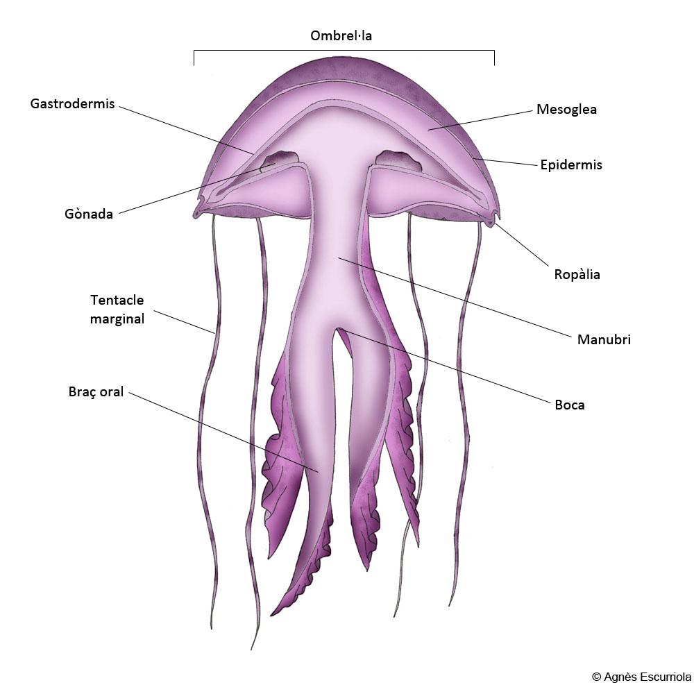 Glossari Meduses