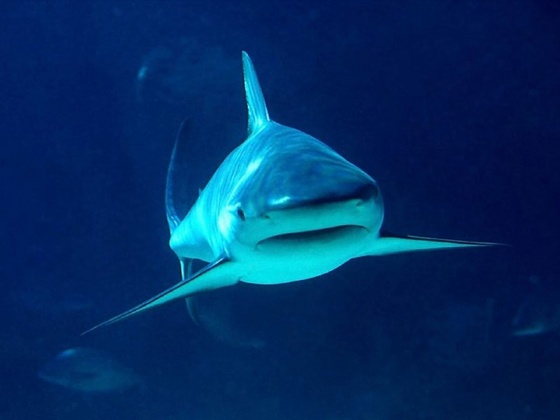 tiburones fondos pantalla 800