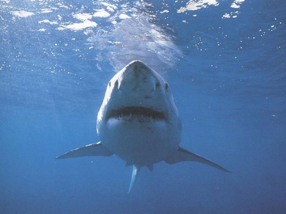 tiburones fondos pantalla2 800
