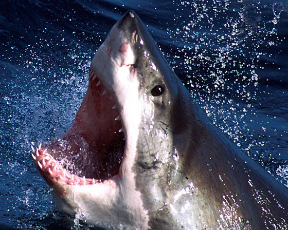 tiburones 1